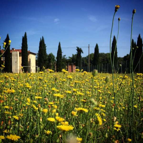 Fiorire_Demostenes Uscamayta Ayvar